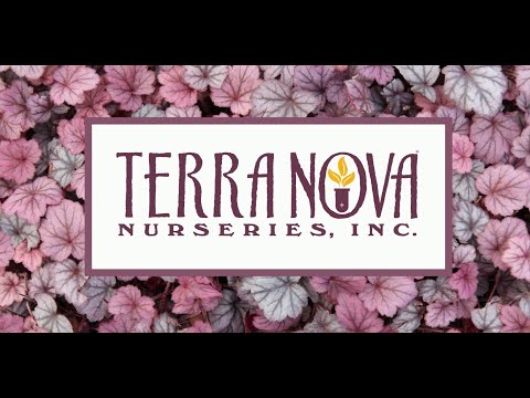 TERRA NOVA® Nurseries, Inc. - How to Plant a Beautiful Fall Container