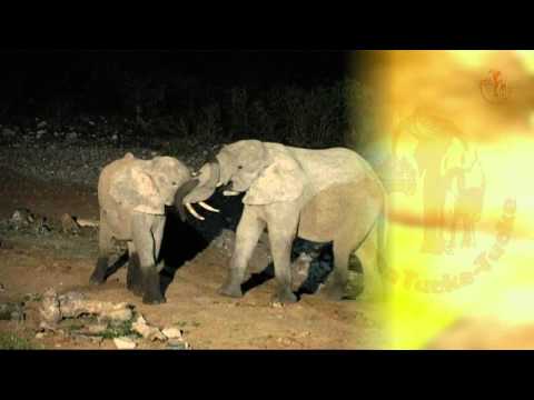 Namibia erleben / Teil 28 - Etosha/Am Wasserloch von Halali