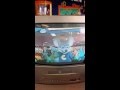 Leaked Chuck E Cheese Dance Happy Dance