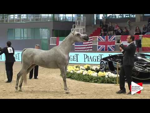 Milan SEWC 2016   Fillies Championship