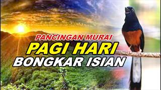 Download lagu 🔴 LIVE 34 - Pancingan Murai Batu Pagi Hari Full Isian Tembakan , Bikin Murai batu bongkar isian mp3
