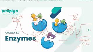 Cambridge International A Level : Biology [9700] - Factors that affect Enzyme Action