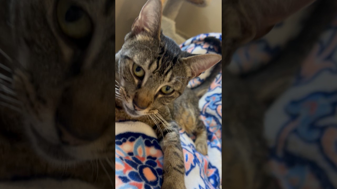 Annie, a Adoptable mixed breed in Sonoma, CA video 6/6