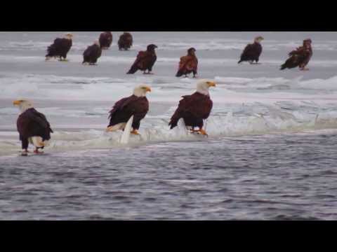 Bald eagles on the Mississippi River 1-4-14