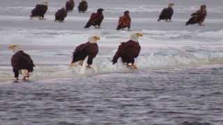 Bald eagles on the Mississippi River 1-4-14