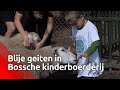 Kinderboerderij in Den Bosch is de meest diervriendelijke