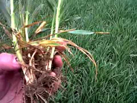 Crop Watch: Patrick Stephenson examines a crop of winter barley