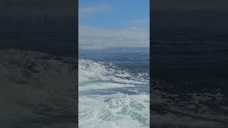 First Land sighting in asuka 2 alaska cruise #japanvlog #automobile #okinawa #nippon #okinawacity