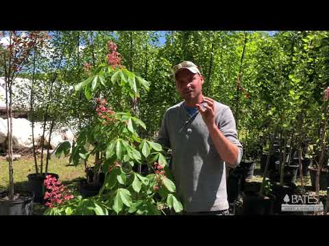 It's Worth a Grow: Horse Chestnut