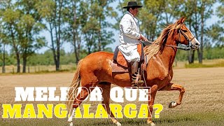 O Cavalo Que Pode Mudar Tudo o Que Você Pensa Sobre Conforto