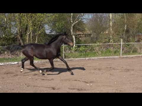 Hemingway, geb: 30.05.17, 2-jähr. Hengst von Helium x Desiderio x Weltmeyer