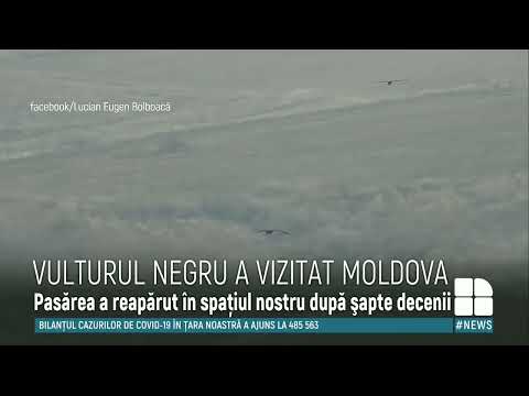 Reportaj Publika TV - Vulturul negru în Republica Moldova