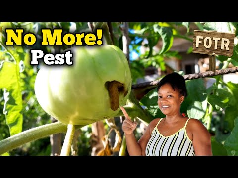 Natural Pest Control: Top Herbs for Your Garden