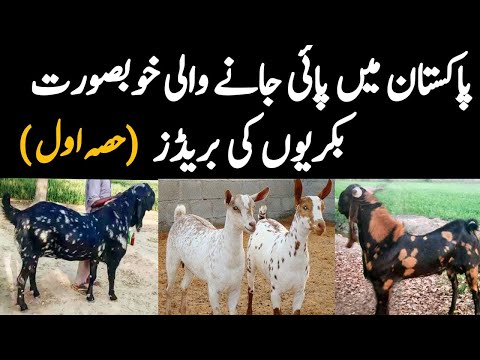30 Beautiful Goat Breeds of Pakistan (Part 1) - Famous Goat Breeds for Meat at Eid ul Azha