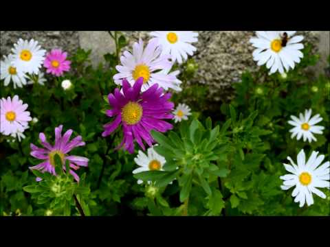 Ventin barrio de Ramallal Fornelos de Montes