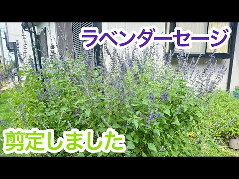 園芸 大輪セージ、リンドウセージ