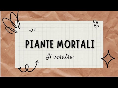 PIANTE MORTALI : IL VERATRO - Veratrum album L. Melanthiaceae