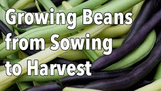 Growing Beans from Sowing to Harvest