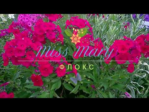 download lagu mp3 mp4 Phlox Miss Mary, download lagu Phlox Miss Mary gratis, unduh video klip Phlox Miss Mary