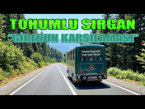 TOHUMLU SIRGAN | 2026 | GİRESUN KARŞILAMASI | COVER