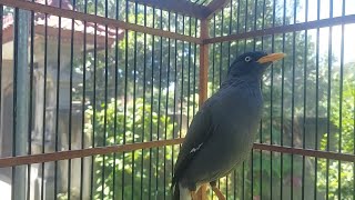 Download lagu Pancingan Burung jalak Kebo Anakan / Jalak Kebo Muda #462 mp3