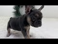 French Bulldog dogs for sale: Jordan - Video 1