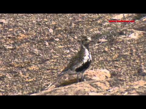 Chorlito dorado común ( Pluvialis apricaria ) Go
