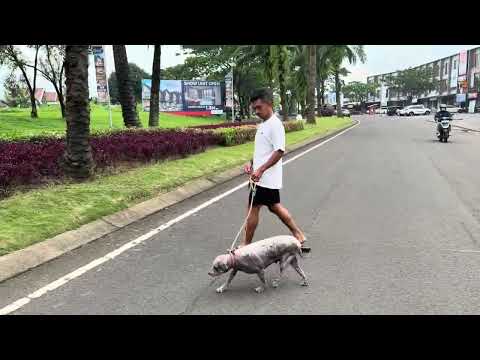 THIS DOG ALMOST DIED WHEN SHAVED ‼️5 YEARS WITHOUT GROOMING
