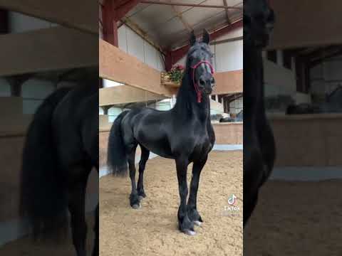 , title : 'Gorgeous Friesian horse😍'