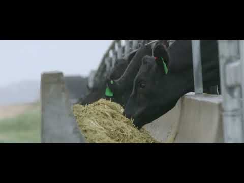 Angus Beef - Tintinara Feedlot -Thomas Farms