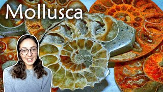 Mollusca (Part 1): Characteristics and Classes of Mollusks- Invertebrate Paleontology | GEO GIRL