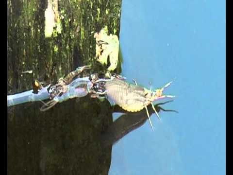 The Mayfly sequence from 'Catching The Impossible - Magic Circles'