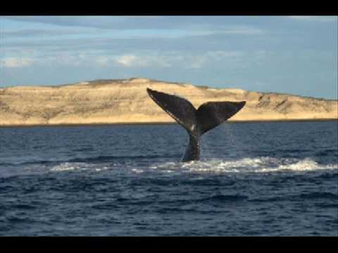 Del Algarrobo Al Ombu video