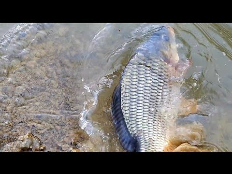 Eliberare Crap in balta de acasa ! #6