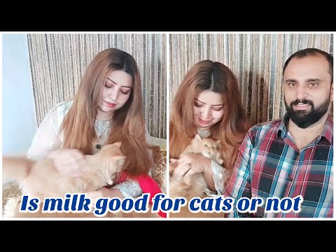 Is milk good for cats or not?? |  the cats planet