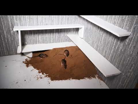 Cat TV games for cats to watch: Ultimate Mice Hide & Seek - 4K UHD 60FPS