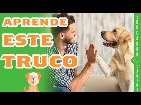 How to Teach Your Dog to Shake His Paw in Just a Few Minutes.