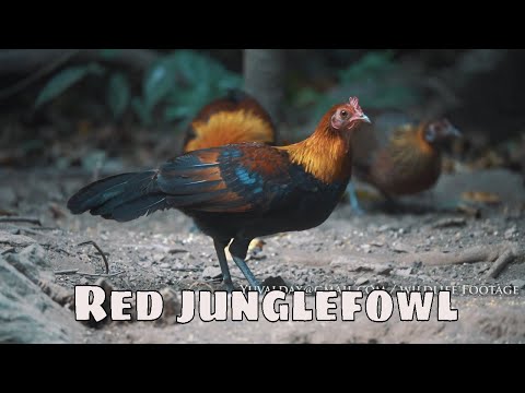 Red Junglefowl in the wild Thailand