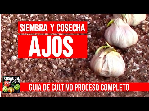 , title : 'Cultiva AJOS EN CASA sin parar en macetas [GUIA COMPLETA] CULTIVO DE AJOS. Mejor que hidropónico'