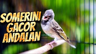 Download lagu BLACKTHROAT SOMERINI GACOR cengkok mewah FAVORITE - MASTERAN BLACKTHROAT GACOR SUARA JERNIH mp3 Download lagu BLACKTHROAT SOMERINI GACOR cengkok mewah FAVORITE - MASTERAN BLACKTHROAT GACOR SUARA JERNIH mp3