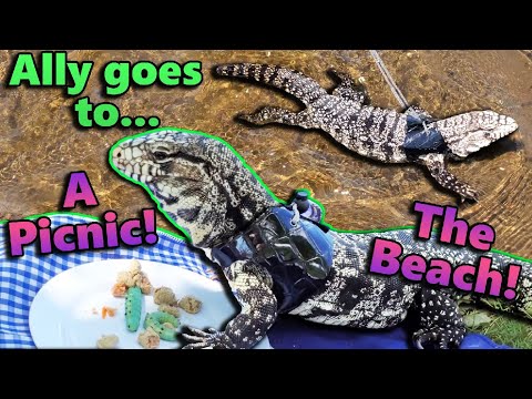 An Adventure with our Tegu, Ally!