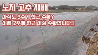 2023년 고추 정식의 시작!!! 고추 두나무에 두근 이상 따는 태안 농가!!! 그 농가만의 비법…
