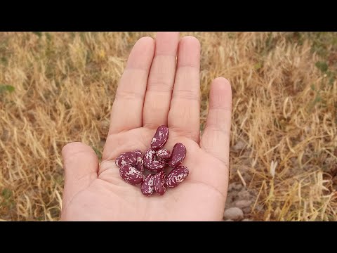 #fasol pishdi😅 #fermerkauzb