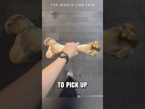 Gift for My Dog