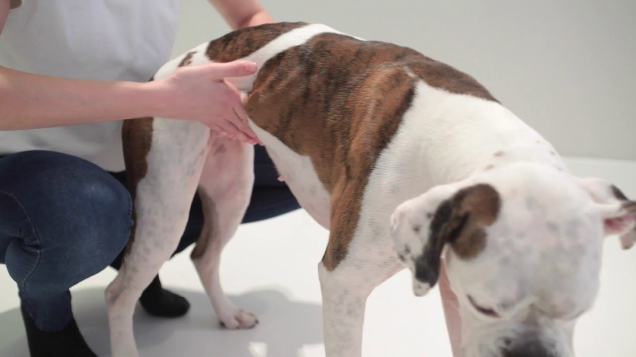 Dog Choking SHORT GUIDE | First Aid for a Choking Dog - YouTube
