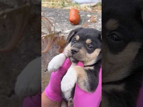 Sunia ukryła swoje szczeniaki przed światem 🐶 #help #dog #rescuedog #shorts