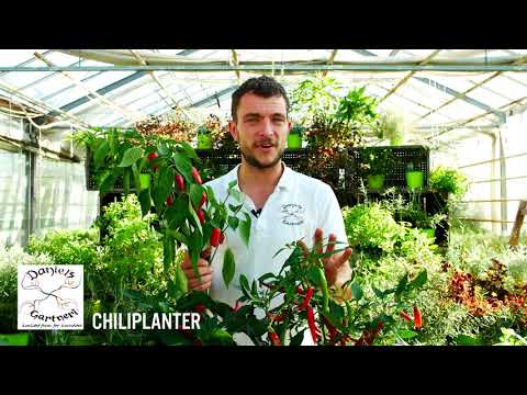 , title : 'Daniel's Gartneri - Chiliplanter "Alt til chili dyrkning"'