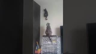 Cat watching a cat clock