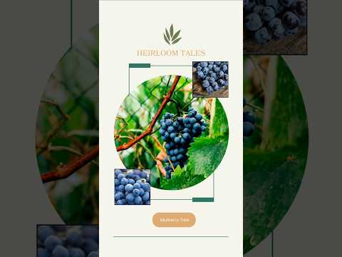 "Concord Grape Pie" with Mulberry Tree's Heirloom Tales