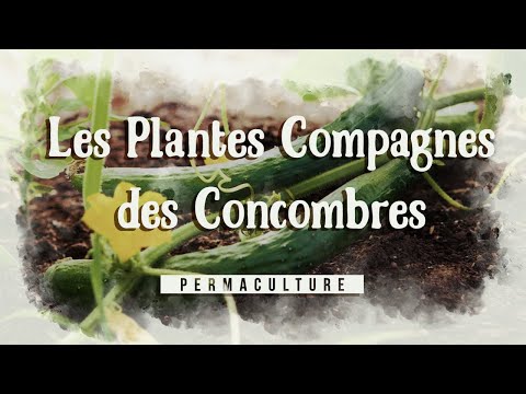 , title : 'Les plantes compagnes du concombre'